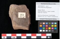 Foto (Objekt + Etikett) von Pinus praepumilio Ettingshausen (NHMW-GEO-2024-0188-0271)